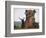 APTOPIX Belarus Harvest Holiday-Sergei Grits-Framed Photographic Print