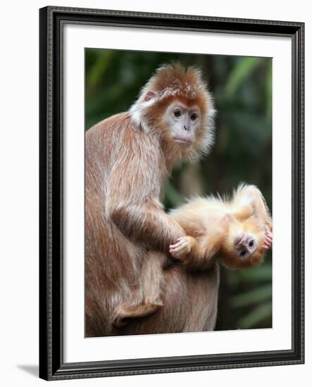 APTOPIX Bronx Zoo-Mary Schwalm-Framed Photographic Print