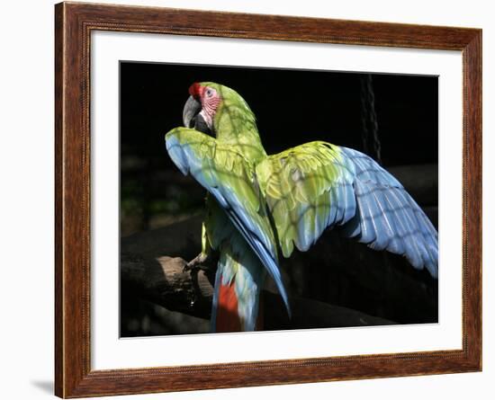 APTOPIX Costa Rica Endangered Macaws-Kent Gilbert-Framed Photographic Print