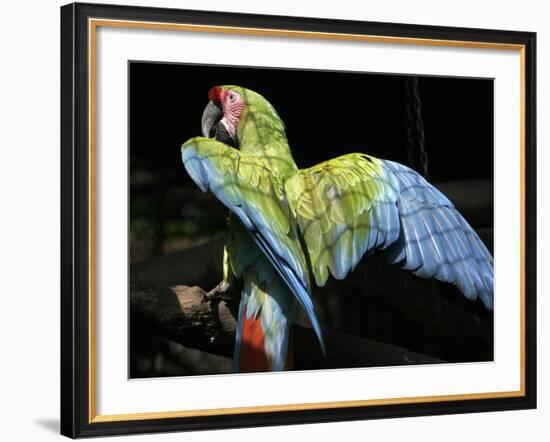 APTOPIX Costa Rica Endangered Macaws-Kent Gilbert-Framed Photographic Print