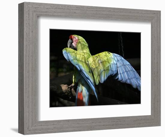 APTOPIX Costa Rica Endangered Macaws-Kent Gilbert-Framed Photographic Print