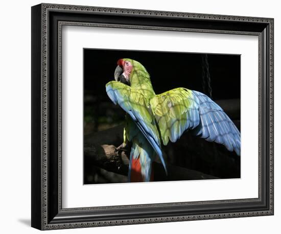 APTOPIX Costa Rica Endangered Macaws-Kent Gilbert-Framed Photographic Print