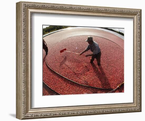 APTOPIX Cranberry Harvest-Charles Krupa-Framed Photographic Print