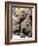 APTOPIX Cuba Dog Show-Javier Galeano-Framed Photographic Print