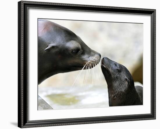 APTOPIX DEU BY Seeloewen Nachwuchs-Christof Stache-Framed Photographic Print