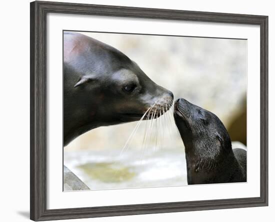 APTOPIX DEU BY Seeloewen Nachwuchs-Christof Stache-Framed Photographic Print