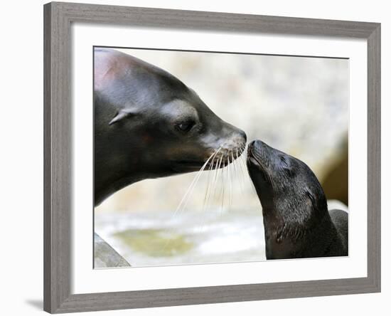 APTOPIX DEU BY Seeloewen Nachwuchs-Christof Stache-Framed Photographic Print