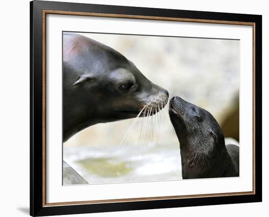 APTOPIX DEU BY Seeloewen Nachwuchs-Christof Stache-Framed Photographic Print