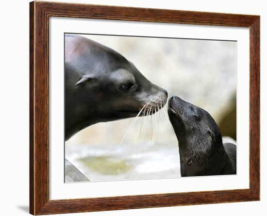 APTOPIX DEU BY Seeloewen Nachwuchs-Christof Stache-Framed Photographic Print