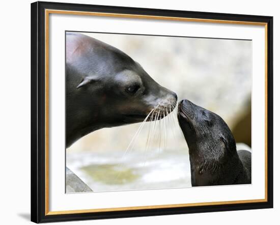 APTOPIX DEU BY Seeloewen Nachwuchs-Christof Stache-Framed Photographic Print