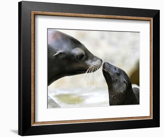 APTOPIX DEU BY Seeloewen Nachwuchs-Christof Stache-Framed Photographic Print