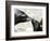 APTOPIX DEU BY Seeloewen Nachwuchs-Christof Stache-Framed Photographic Print