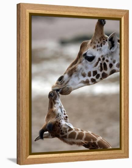 APTOPIX DEU Tiere Giraffenbaby-Kai-uwe Knoth-Framed Premier Image Canvas