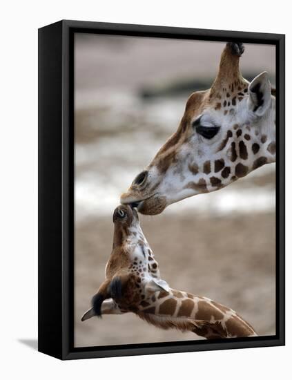 APTOPIX DEU Tiere Giraffenbaby-Kai-uwe Knoth-Framed Premier Image Canvas