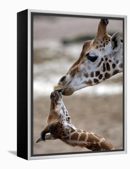 APTOPIX DEU Tiere Giraffenbaby-Kai-uwe Knoth-Framed Premier Image Canvas