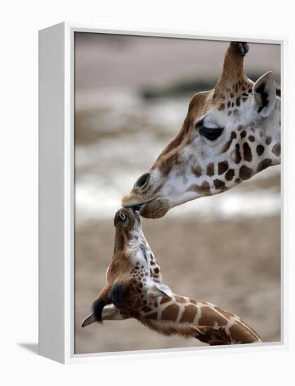 APTOPIX DEU Tiere Giraffenbaby-Kai-uwe Knoth-Framed Premier Image Canvas