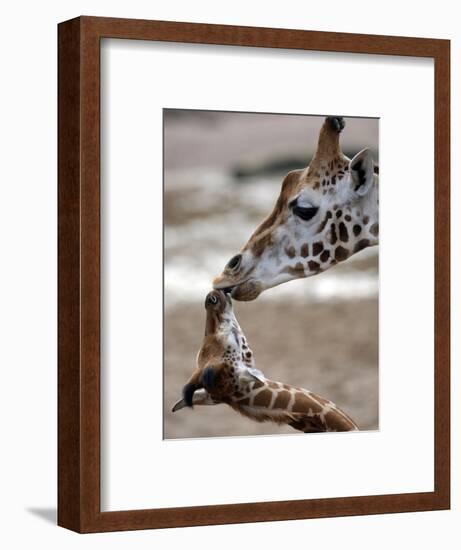 APTOPIX DEU Tiere Giraffenbaby-Kai-uwe Knoth-Framed Photographic Print