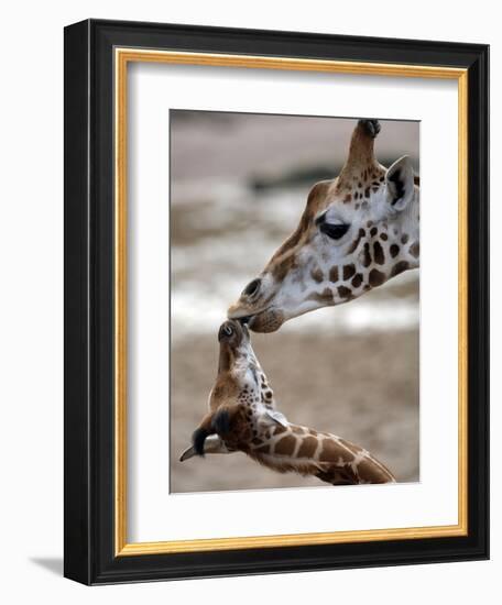 APTOPIX DEU Tiere Giraffenbaby-Kai-uwe Knoth-Framed Photographic Print