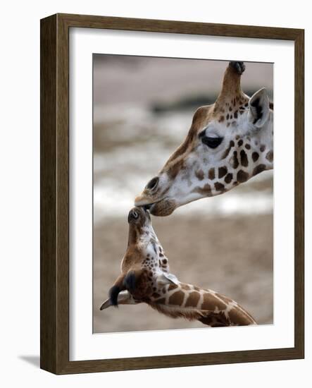 APTOPIX DEU Tiere Giraffenbaby-Kai-uwe Knoth-Framed Photographic Print