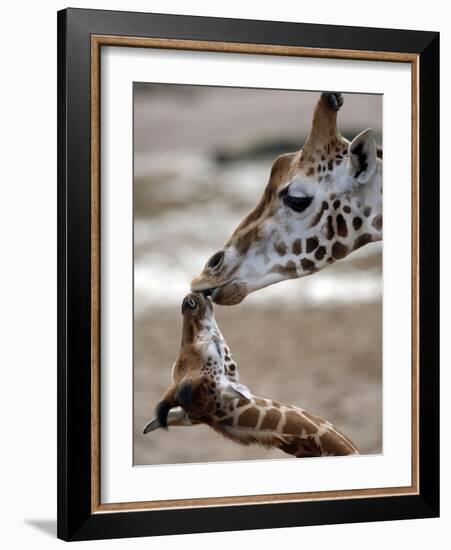 APTOPIX DEU Tiere Giraffenbaby-Kai-uwe Knoth-Framed Photographic Print