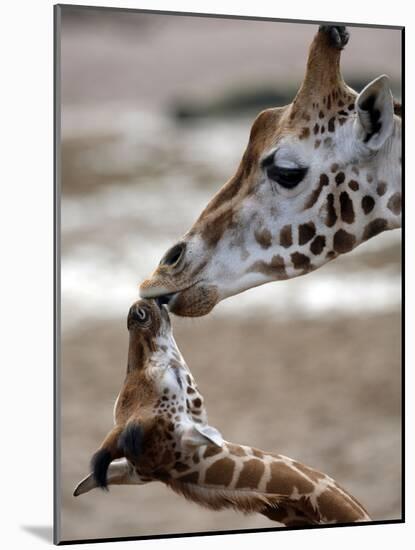 APTOPIX DEU Tiere Giraffenbaby-Kai-uwe Knoth-Mounted Photographic Print