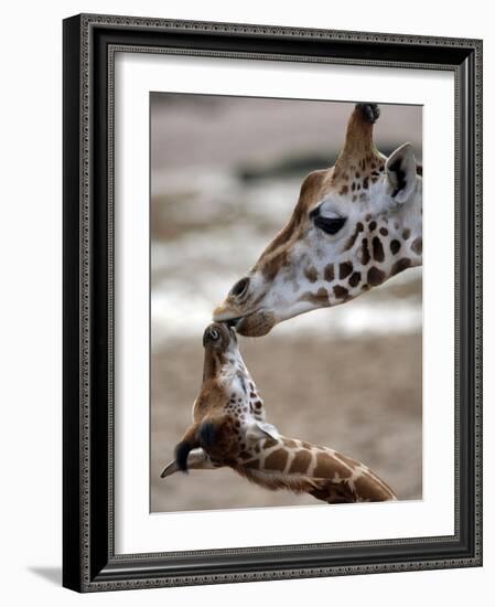 APTOPIX DEU Tiere Giraffenbaby-Kai-uwe Knoth-Framed Photographic Print