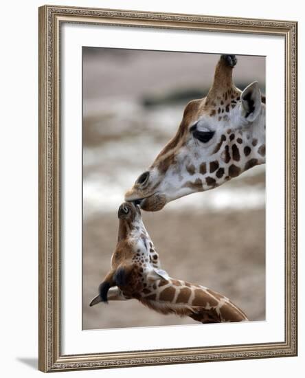 APTOPIX DEU Tiere Giraffenbaby-Kai-uwe Knoth-Framed Photographic Print