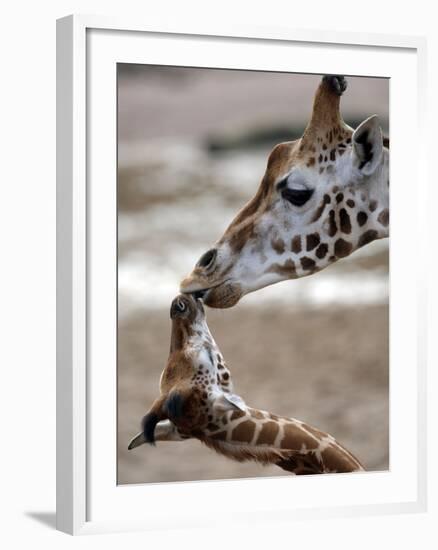 APTOPIX DEU Tiere Giraffenbaby-Kai-uwe Knoth-Framed Photographic Print