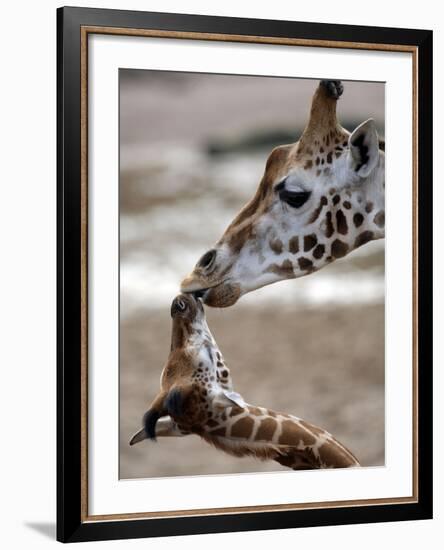 APTOPIX DEU Tiere Giraffenbaby-Kai-uwe Knoth-Framed Photographic Print