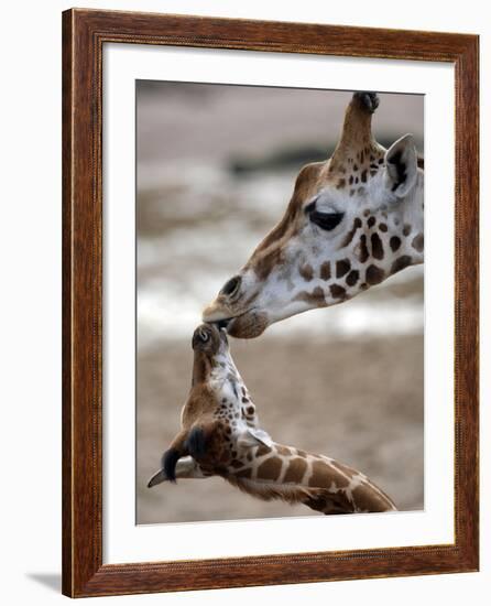 APTOPIX DEU Tiere Giraffenbaby-Kai-uwe Knoth-Framed Photographic Print