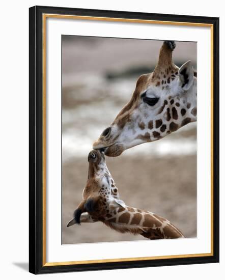 APTOPIX DEU Tiere Giraffenbaby-Kai-uwe Knoth-Framed Photographic Print