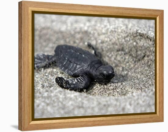 APTOPIX El Salvador Turtles Released-Luis Romero-Framed Premier Image Canvas