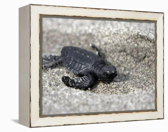 APTOPIX El Salvador Turtles Released-Luis Romero-Framed Premier Image Canvas