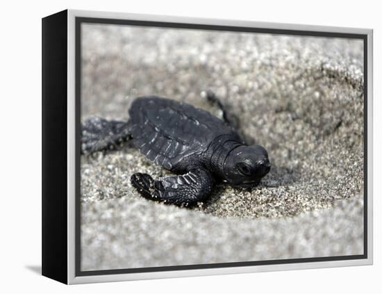 APTOPIX El Salvador Turtles Released-Luis Romero-Framed Premier Image Canvas