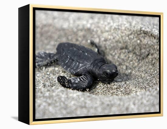 APTOPIX El Salvador Turtles Released-Luis Romero-Framed Premier Image Canvas