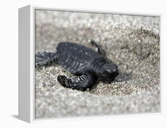 APTOPIX El Salvador Turtles Released-Luis Romero-Framed Premier Image Canvas