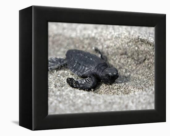 APTOPIX El Salvador Turtles Released-Luis Romero-Framed Premier Image Canvas