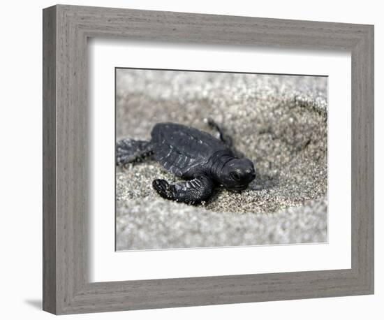 APTOPIX El Salvador Turtles Released-Luis Romero-Framed Photographic Print