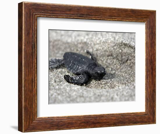 APTOPIX El Salvador Turtles Released-Luis Romero-Framed Photographic Print