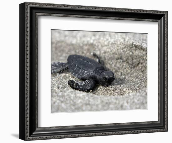 APTOPIX El Salvador Turtles Released-Luis Romero-Framed Photographic Print