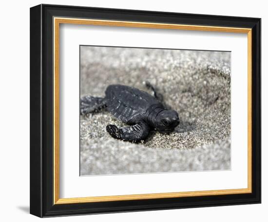 APTOPIX El Salvador Turtles Released-Luis Romero-Framed Photographic Print