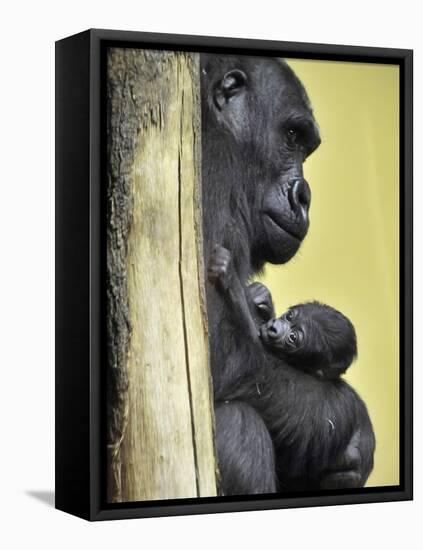 APTOPIX Hungary Newborn Gorilla-Bela Szandelszky-Framed Premier Image Canvas