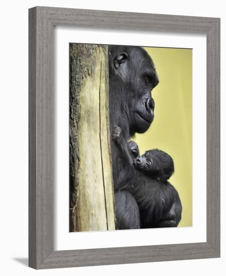 APTOPIX Hungary Newborn Gorilla-Bela Szandelszky-Framed Photographic Print