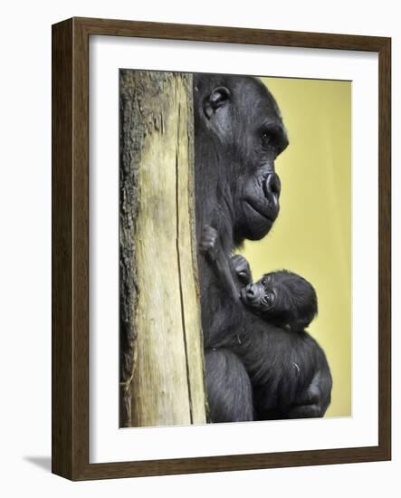 APTOPIX Hungary Newborn Gorilla-Bela Szandelszky-Framed Photographic Print
