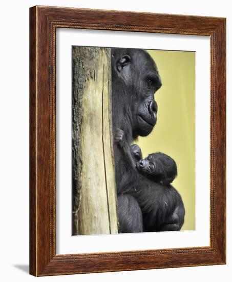 APTOPIX Hungary Newborn Gorilla-Bela Szandelszky-Framed Photographic Print