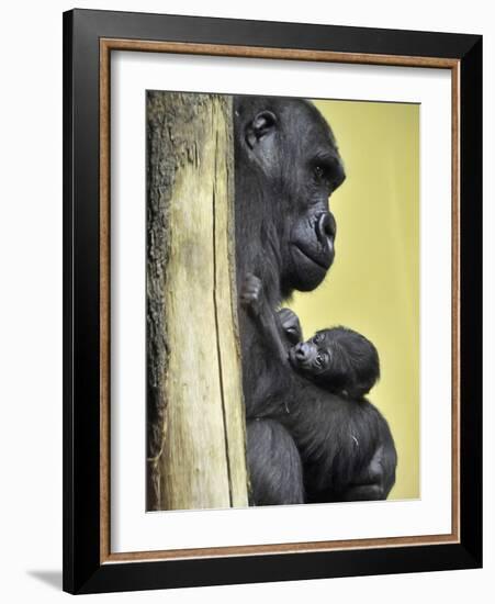 APTOPIX Hungary Newborn Gorilla-Bela Szandelszky-Framed Photographic Print