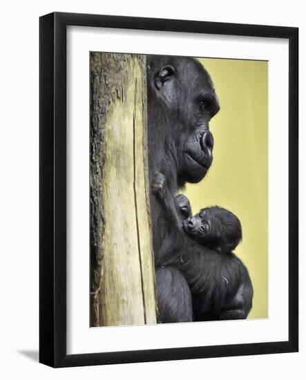 APTOPIX Hungary Newborn Gorilla-Bela Szandelszky-Framed Photographic Print