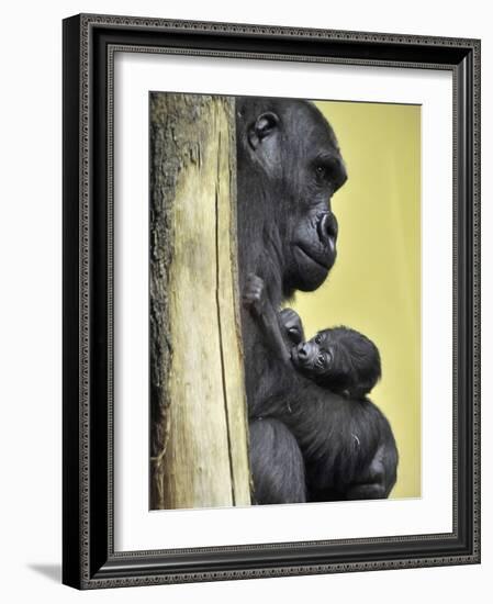 APTOPIX Hungary Newborn Gorilla-Bela Szandelszky-Framed Photographic Print