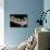 APTOPIX Italy Libya Baby Tortoises-Pier Paolo Cito-Photographic Print displayed on a wall
