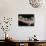 APTOPIX Italy Libya Baby Tortoises-Pier Paolo Cito-Photographic Print displayed on a wall